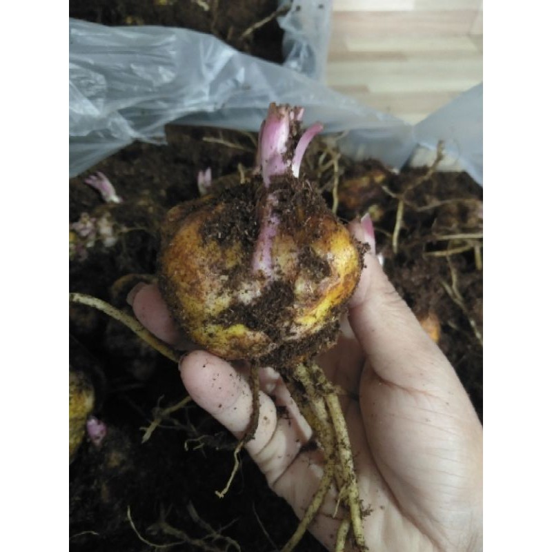 Củ giống hoa ly ly kép hà lan dễ trồng Chuẩn màu