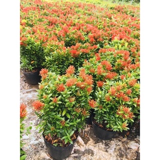 Cây hoa trang thái đỏ siêu bông