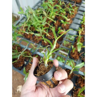 Cây giống lan giả hạc gieo hạt (nhiều loại)