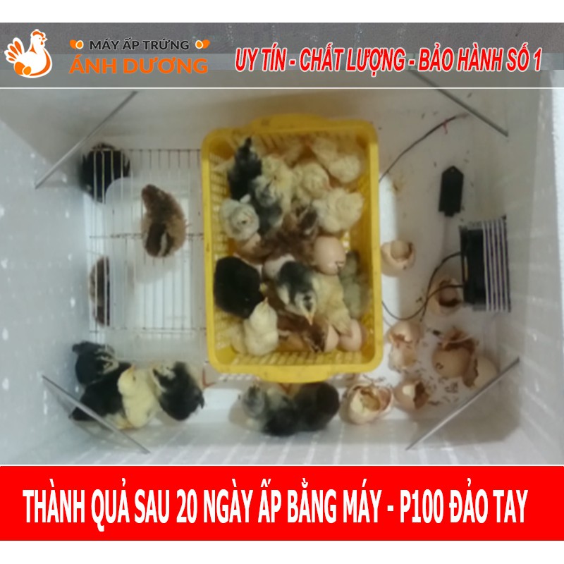 - Máy ấp trứng mini Ánh Dương P100 dây nhiệt Carbon- Ấp 1-100 trứng đảo tay, tự lắp ráp - Hàng Sẵn