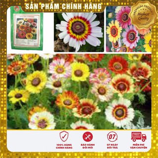Hạt Giống Hoa Cúc Chi mix