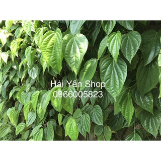 100g Lá Trầu Tươi đặt hàng mới hái