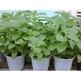 Hạt giống cây húng chanh
