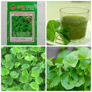 Gói 0,5 gram hạt giống rau má xuất xứ Việt Nam