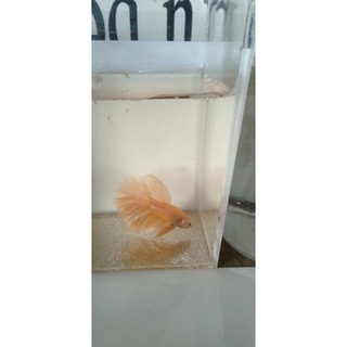Betta Fancy Haftmoon