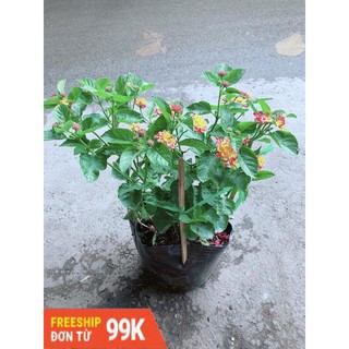 Hoa Ngũ Sắc (có sẵn hoa)