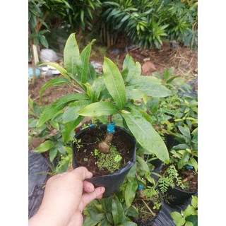 Mai Vàng Bonsai Mini (Giống Giảo Thủ Đức)