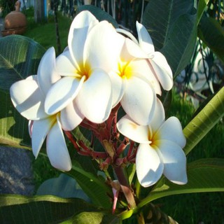 HẠT GIỐNG HOA SỨ THÁI