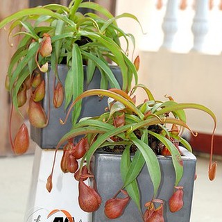 Hạt giống cây bắt mồi nắp ấm ( Gói 10 hạt )  ( ĐẢM BẢO CHUẨN HẠT NẮP ẤM ) - STHG2