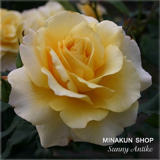 Hoa hồng ngoại bụi vàng tươi Sunny Antike siêu đẹp - MinaKun Shop