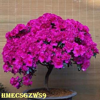 Hạt giống đỗ quyên ra hoa bốn mùa 50h
