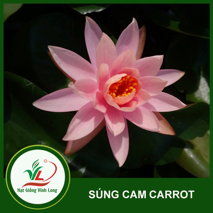 Củ Hoa Súng Thái Lan màu Cam carot - VL0015