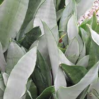 Cây lưỡi hổ bạc silver queen chậu 3 cây