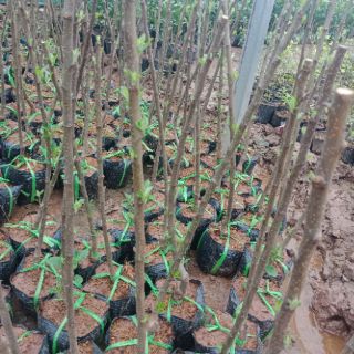 Cây  táo  đỏ.  Táo  đen