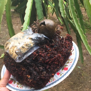 Sâm lạnh