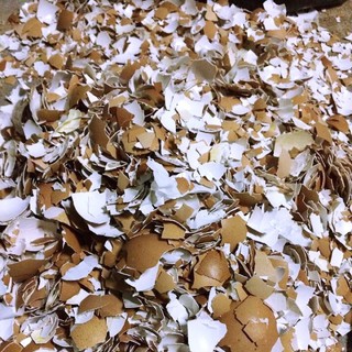 2kg Vỏ Trứng Gà Phân Bón Tăng Cường Canxi Cho Cây Trồng