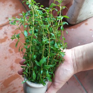 Cây thủy sinh Thanh Diệp (Ảnh thật của sản phẩm)
