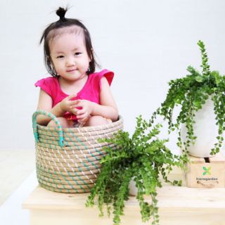 Lan Tim chậu nhựa dây treo
