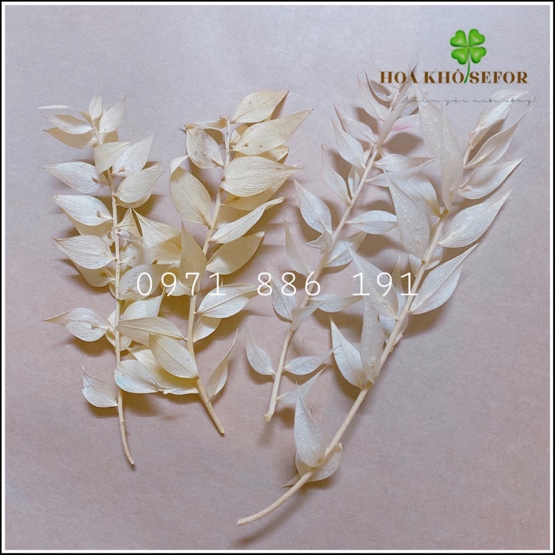 Lá Phú Quý mini 🍀Lá Khô, hoa khô decor 🍀 Trang trí, làm đồ HandMade