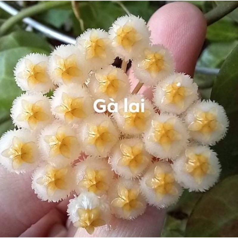 Cẩm cù Hoya Gà Lai