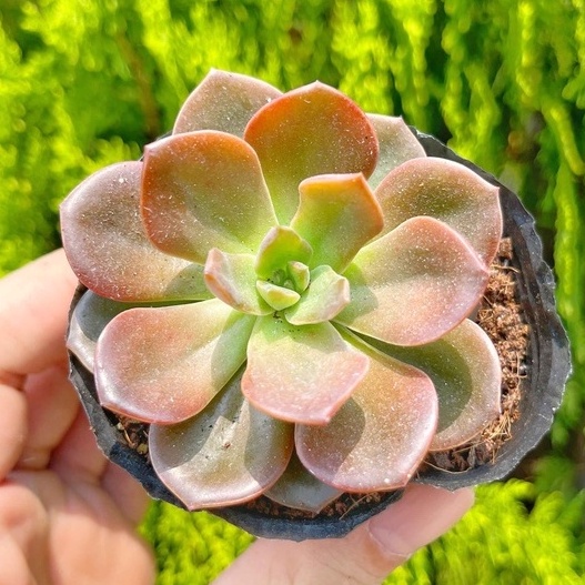 Sen đá nhật nguyệt 5-7cm