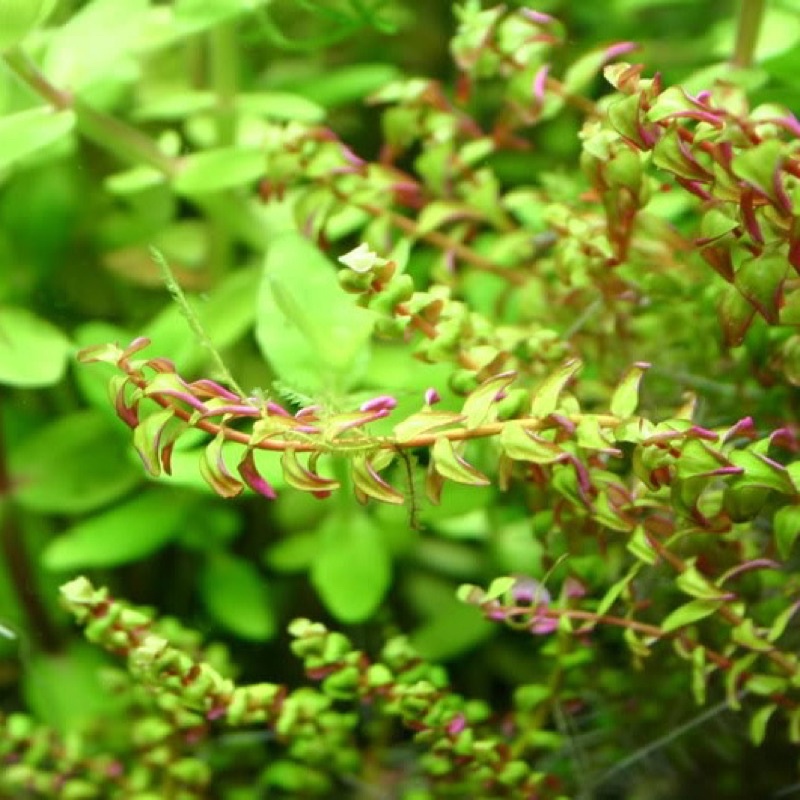 ROTOLA PEARL 15 NGỌN