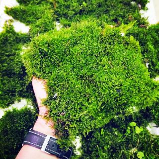 100g rêu weeping Sing lá cạn