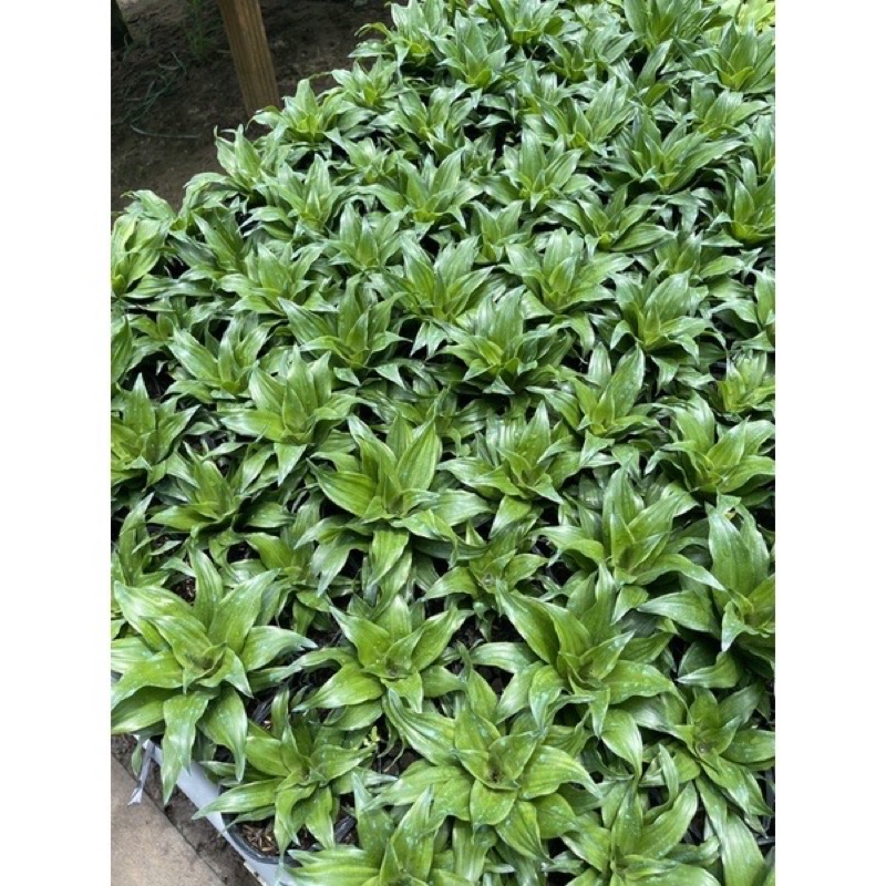 Cây phát tài Nhật