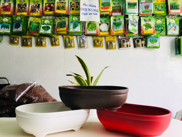 Chậu nhựa Hình Oval, chậu trồng cây, Chậu Tạo Dáng cây Bonsai, Chậu Tiểu Cảnh