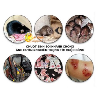 [ bảo hành 12 tháng ]  máy bắt chuột siêu nhạy