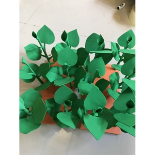 vỉ rau củ mầm non