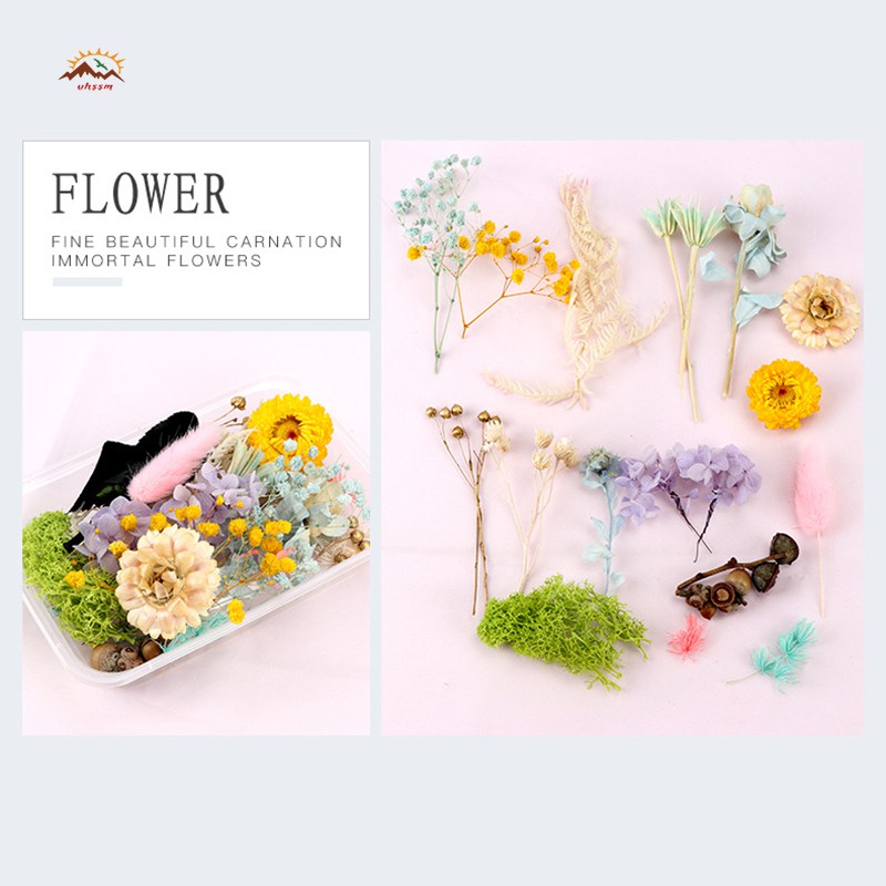 Hoa Ép Khô Dùng Trang Trí DIY
