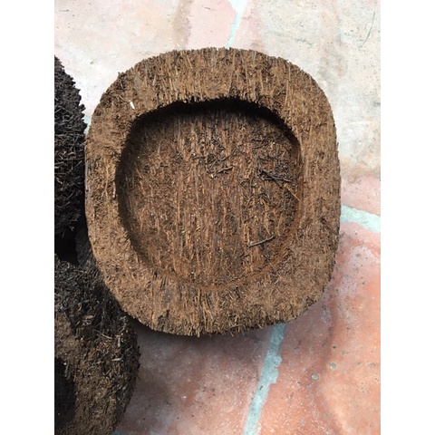 Combo 3 dớn đĩa ghép lan KT 20x 4 cm