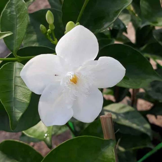 Hoa chỉ Thiên
