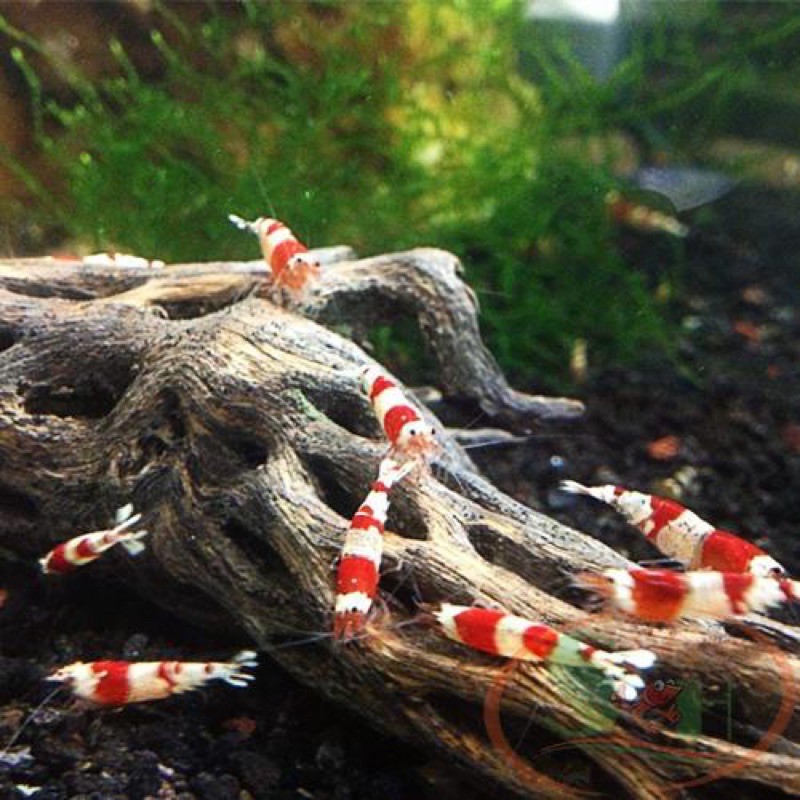 🐠🦐 Lũa Chola Nam Mỹ trang trí hồ cá - tép cảnh