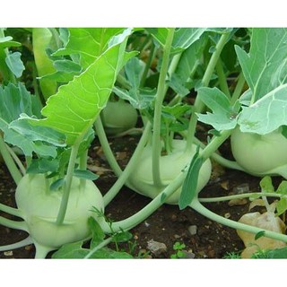 1Gr Hạt Giống Su Hào Xanh