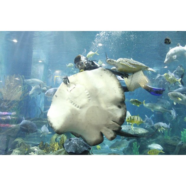 Hà Nội [E-Voucher] Vé vào cửa tại Thủy Cung Aquarium - Áp dụng cho khách hàng từ 80 cm đến dưới 140 cm (DT)