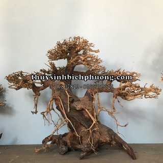 BONSAI CHO HỒ 80-120CM SIÊU ĐẸP - SETUP BỐ CỤC HỒ THUỶ SINH