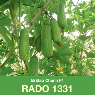 Hạt giống bí đao chanh f1 rado 1331