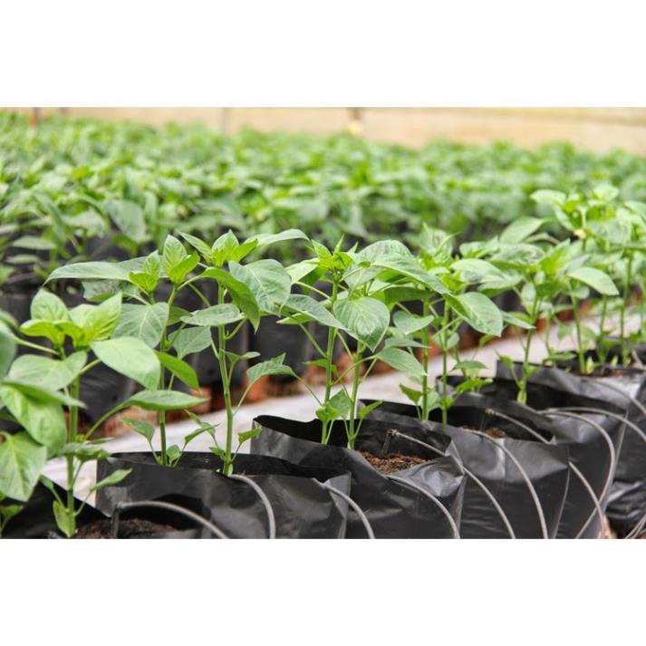 Hạt Giống Ớt Chỉ Thiên F1  - Cay Nồng Nàng ,Thơm Ngon - MUA 3 TẶNG 1 CÙNG LOẠI