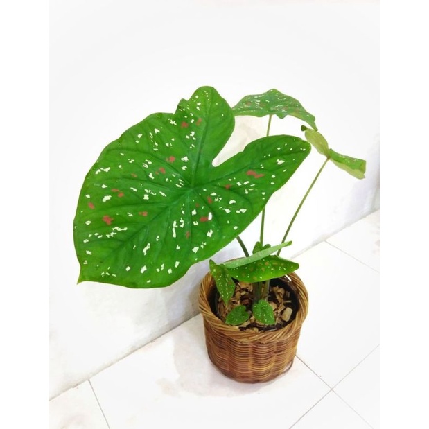 Cây Caladium - môn màu nhỏ, cây có rễ khoẻ mạnh