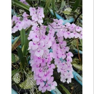 Hoa lan Vũ nữ Peru trưởng thành sắp hoa