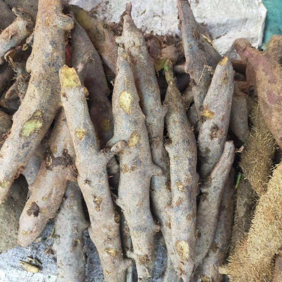 Cốt toái bổ hay gọi là tắc kè đá thượng hạng JINDO 1kg hỗ trợ tốt cho xương khớp
