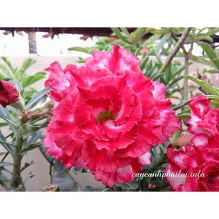 Cây hoa sứ thái cánh kép 'Kim lân"