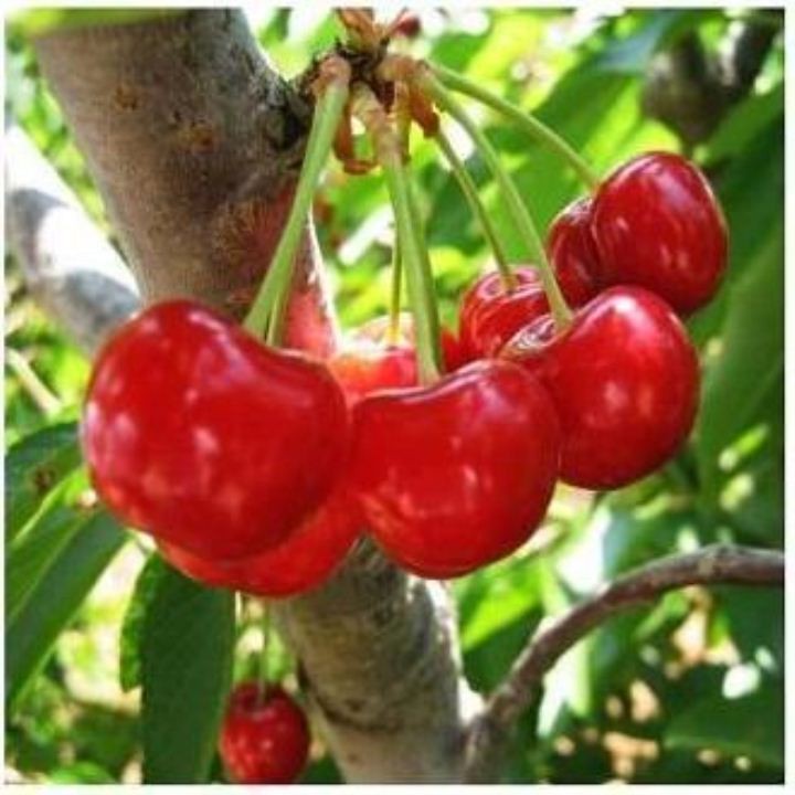 Hạt Giống Cherry- Hạt Giống Quả anh Đào ( 5 Hạt)