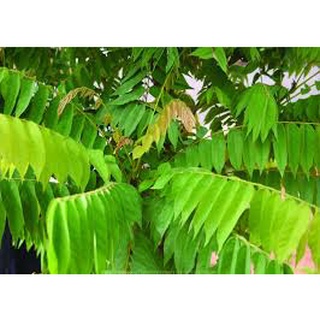 Chậu Cây Khế Tàu cao 70-80cm