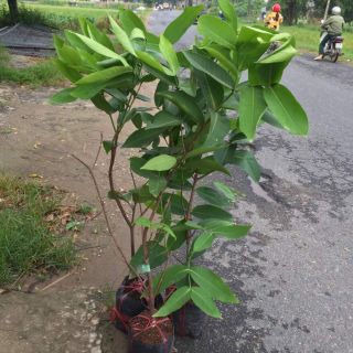 Mận An Phước (roi đỏ)