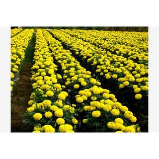 [Gói 150 Hạt] Hạt Giống Hoa Vạn Thọ Mỹ (tặng kèm phân)