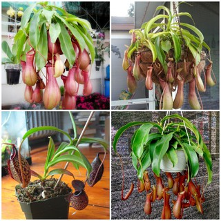 Hạt giống cây nắp ấm 10 hạt - tặng kèm 3 viên nén kích thích ươm hạt