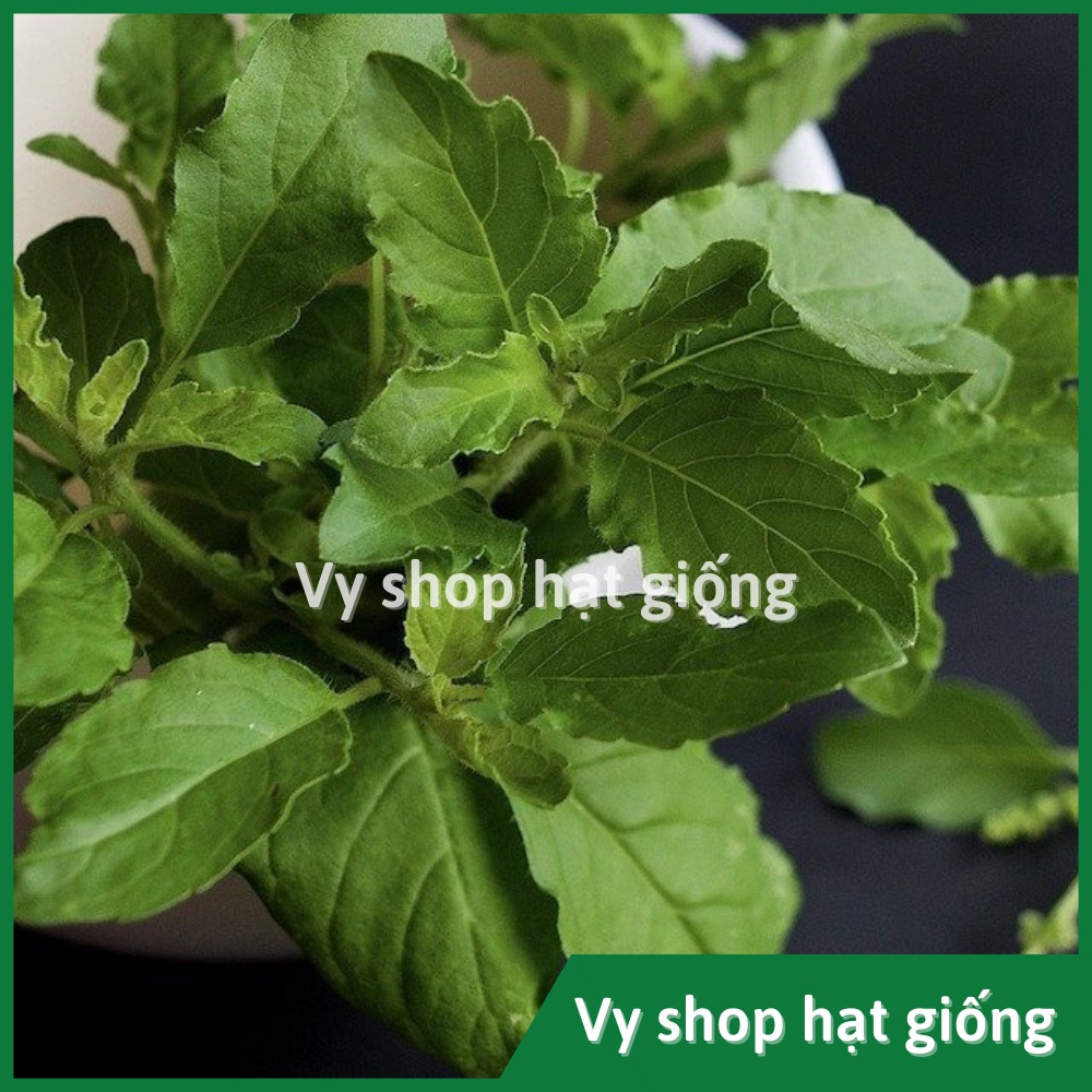 Hạt giống hương nhu trắng Thái Lan gói 2000 hạt